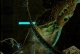 Gravemind